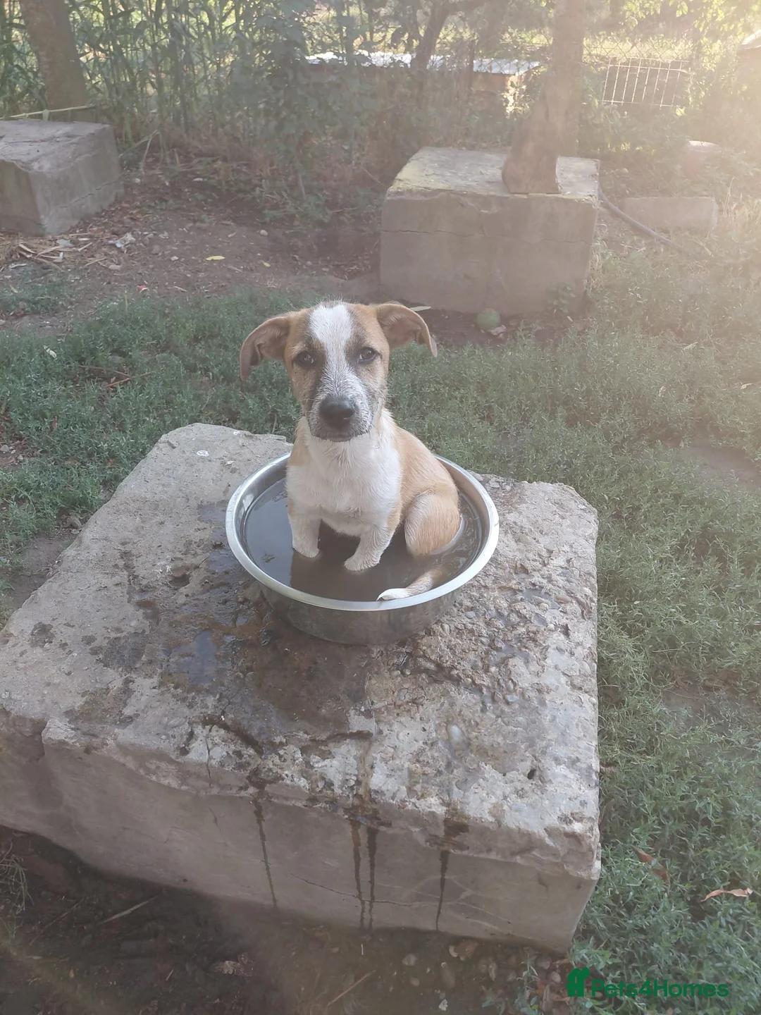 Mixed Breed dogs for adoption: 💖 Meet JESSICA 💖 - a story of Strength and Love - Advert 16