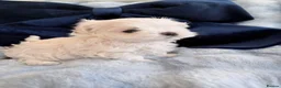Maltese dogs for sale: 🩵Beautiful korean doll face puppies 🩷 - Advert 1