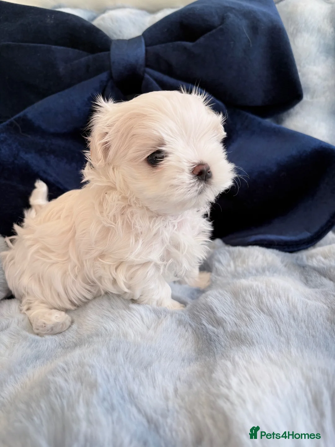 Maltese dogs for sale: 🩵Beautiful korean doll face puppies 🩷 - Advert 1