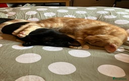 British Shorthair cats for sale: 2 kittens looking for forever home  - Image 1