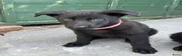 German Shepherd dogs for sale: 14 week old Female Black puppy - Advert 2
