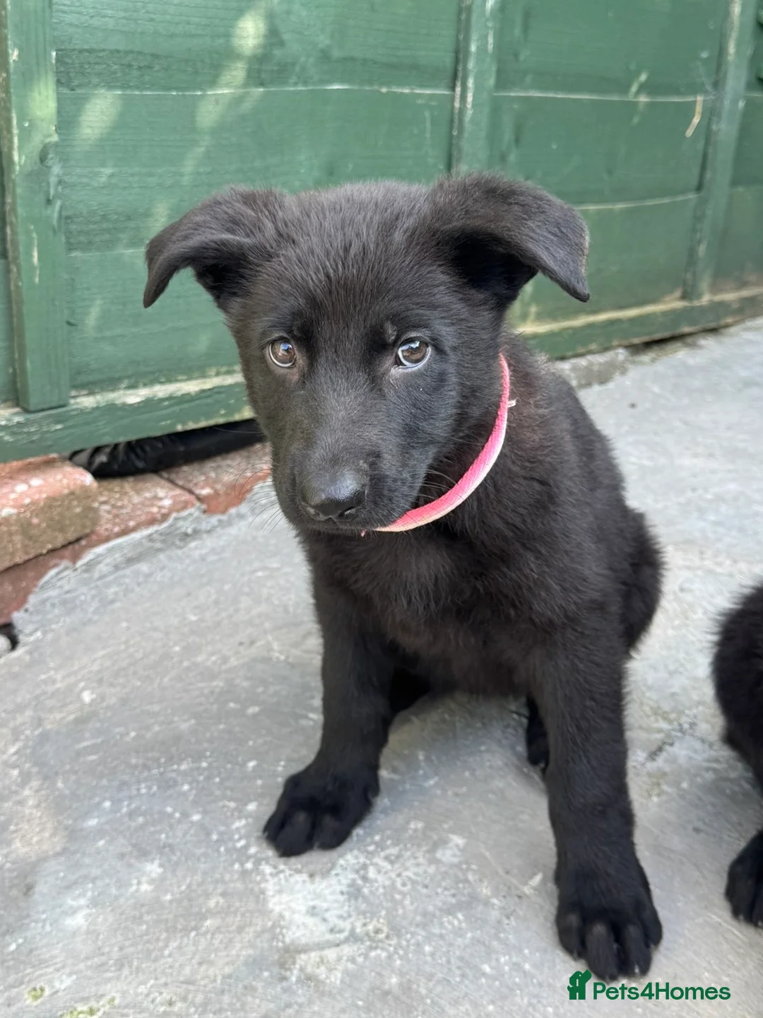 German Shepherd dogs for sale: 14 week old Female Black puppy - Advert 2