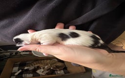 Domestic Shorthair cats for sale: 5 Domestic Shorthair Kittens - Image 16