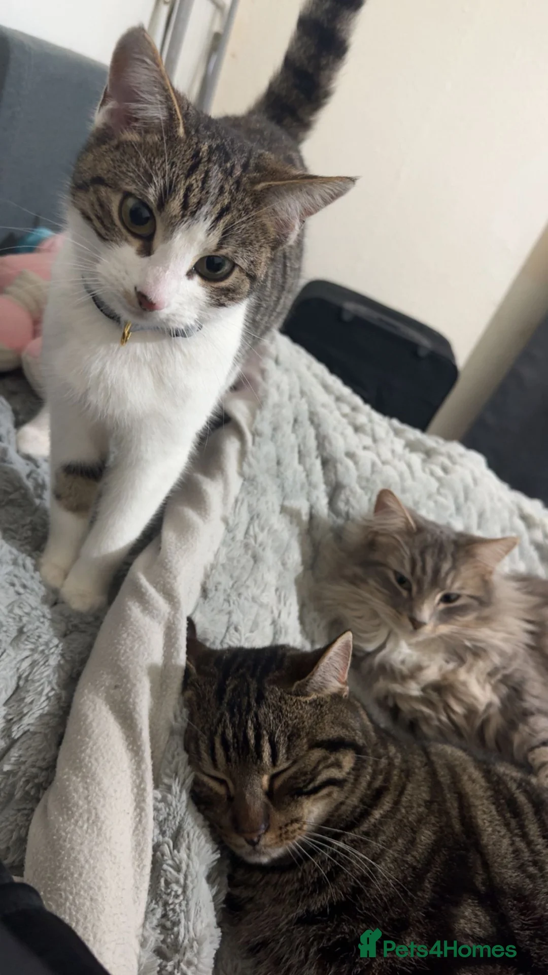 Mixed Breed cats for sale: 9 month old kitten  - Advert 1