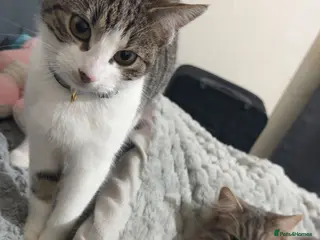 Mixed Breed cats 9 month old kitten - Advert 1