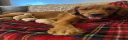 Golden Retriever dogs for sale: Golden Retriever Puppies (From 2 x Champion line) - Advert 38