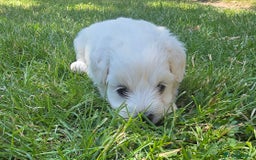 Maltese dogs for sale: 💙 Adorable Maltese Puppies for Sale - Image 4