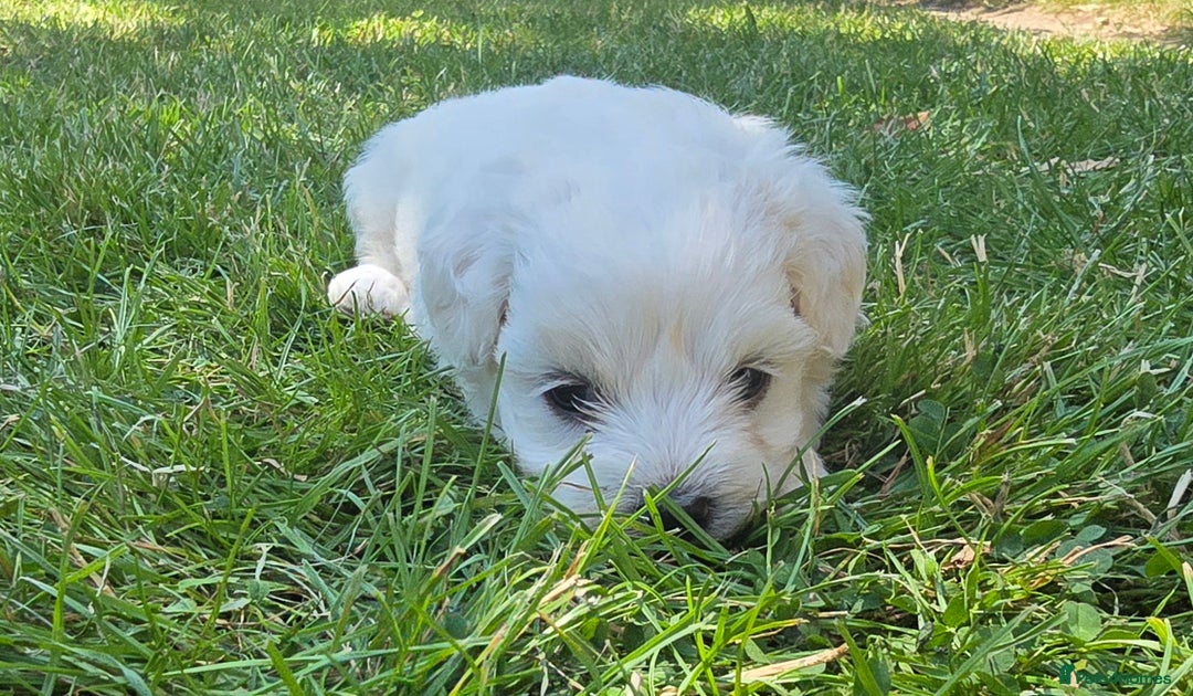 Maltese dogs for sale: 💙 Adorable Maltese Puppies for Sale - Image 4