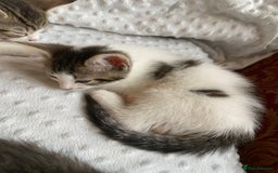 Mixed Breed cats for sale: Beautiful white tabby kittens. - Image 2
