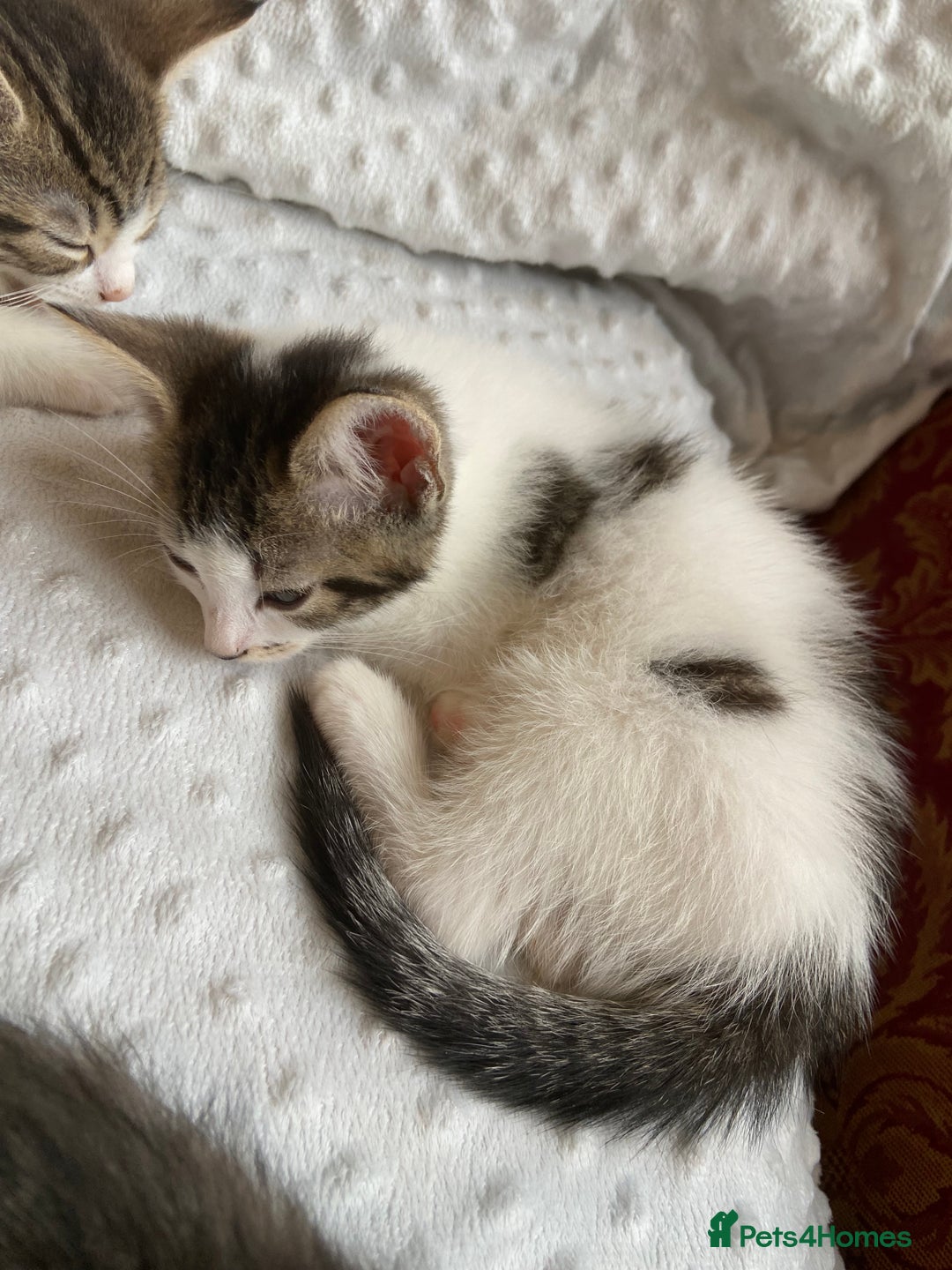 Mixed Breed cats for sale: Beautiful white tabby kittens. - Image 2