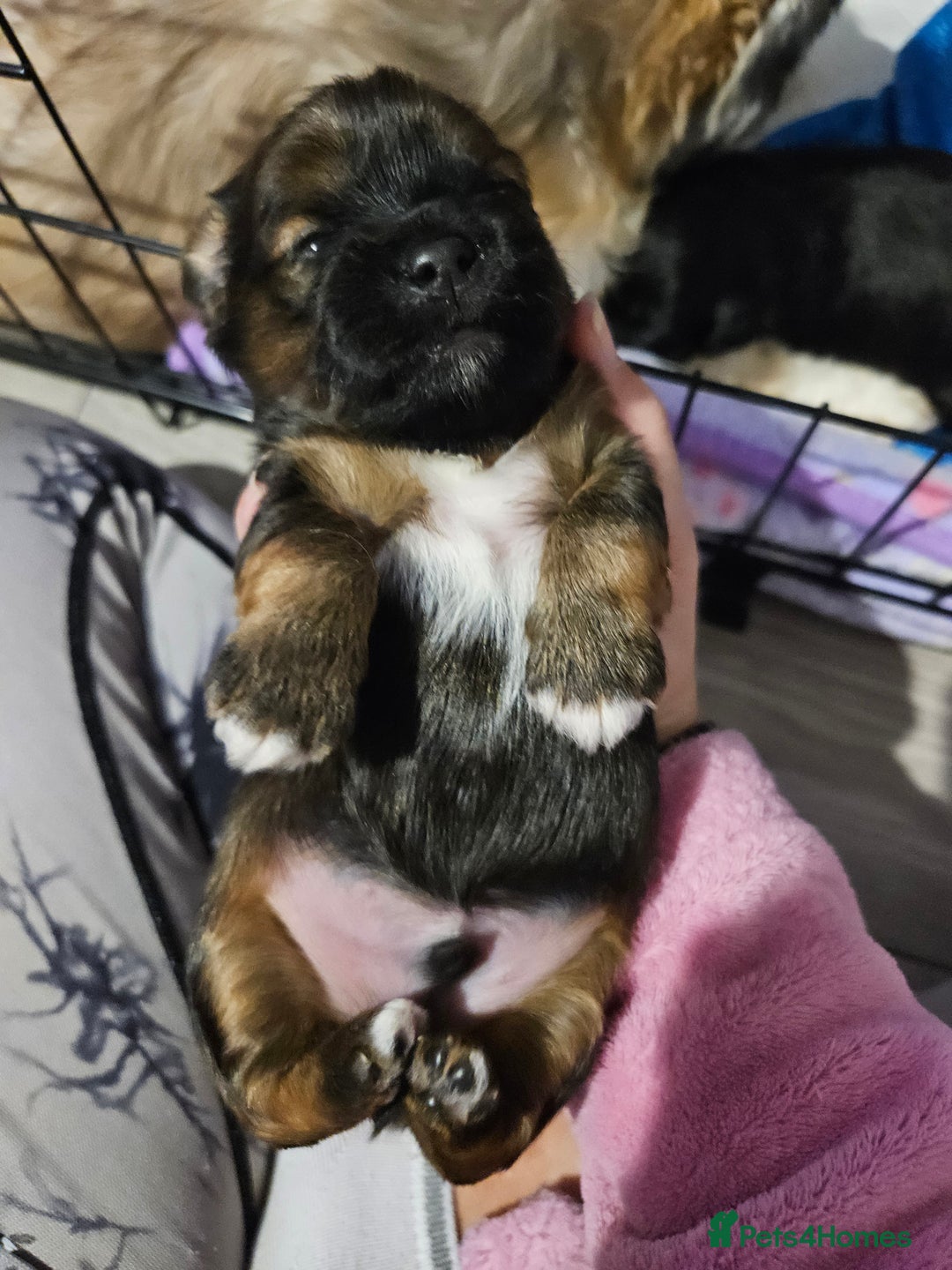 Lhasa Apso dogs for sale: Lhasa apao pups  - Image 5
