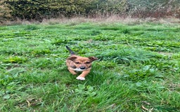 Jack Russell dogs for sale: Jack Russell puppy  - Image 1