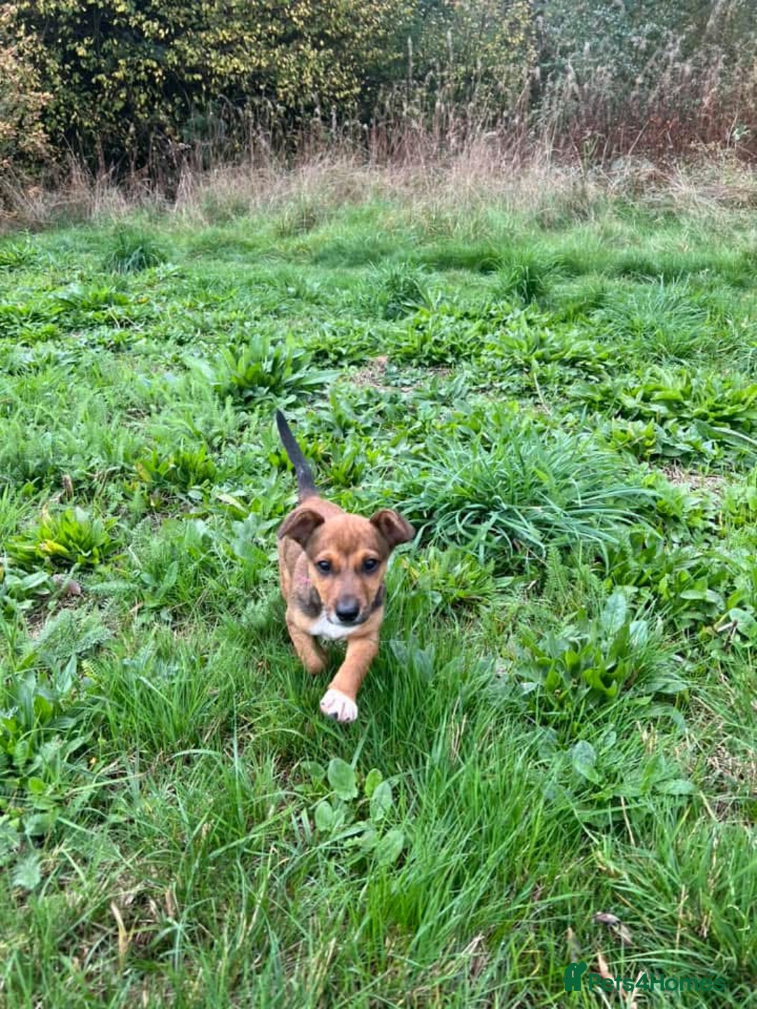 Jack Russell dogs for sale: Jack Russell puppy  - Image 1