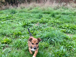 Jack Russell dogs - Advert 17