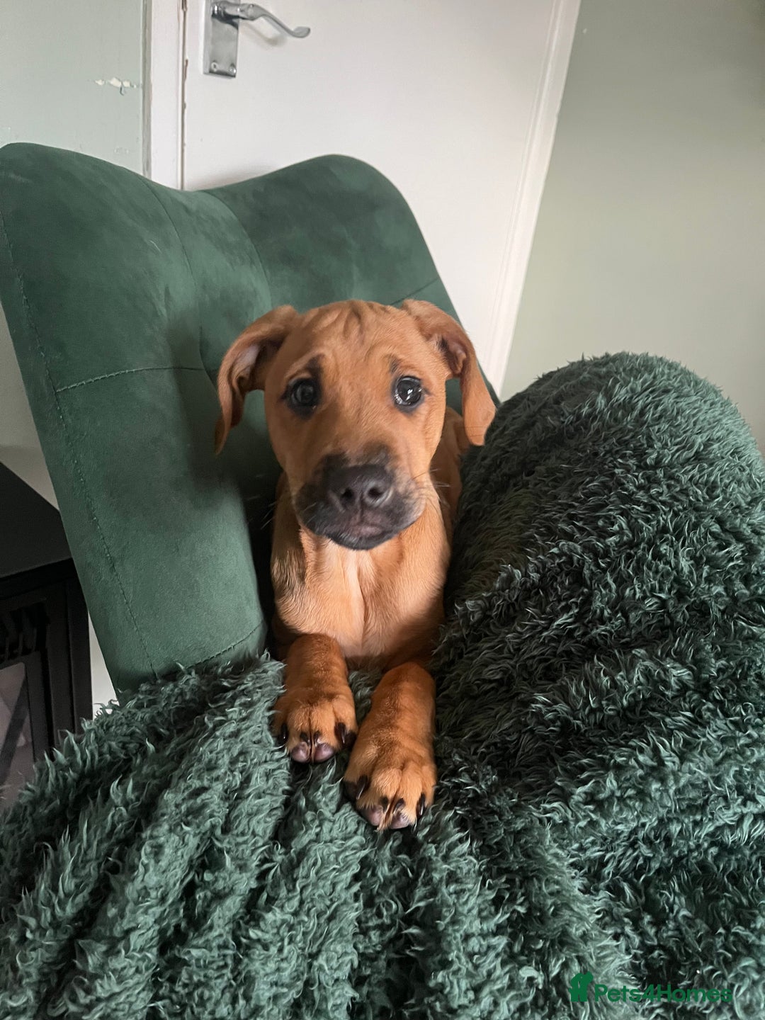 Springador dogs for sale: Lab mix puppy  - Advert 2