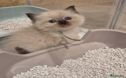 Ragdoll cats for sale: Last 2 female ragdoll kittens for sale - Image 3