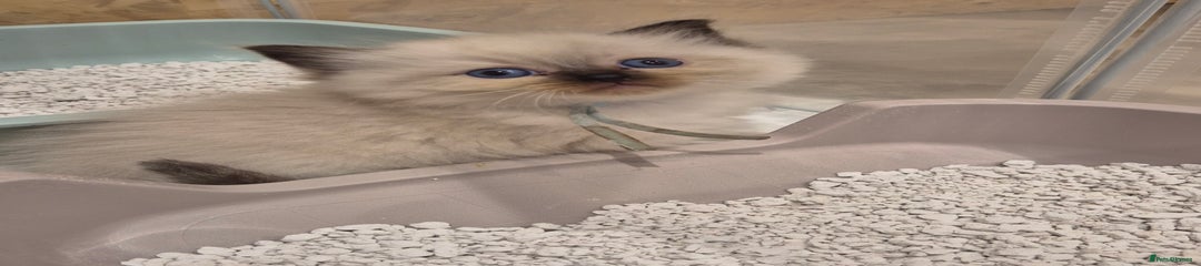 Female ragdoll Kitten 2