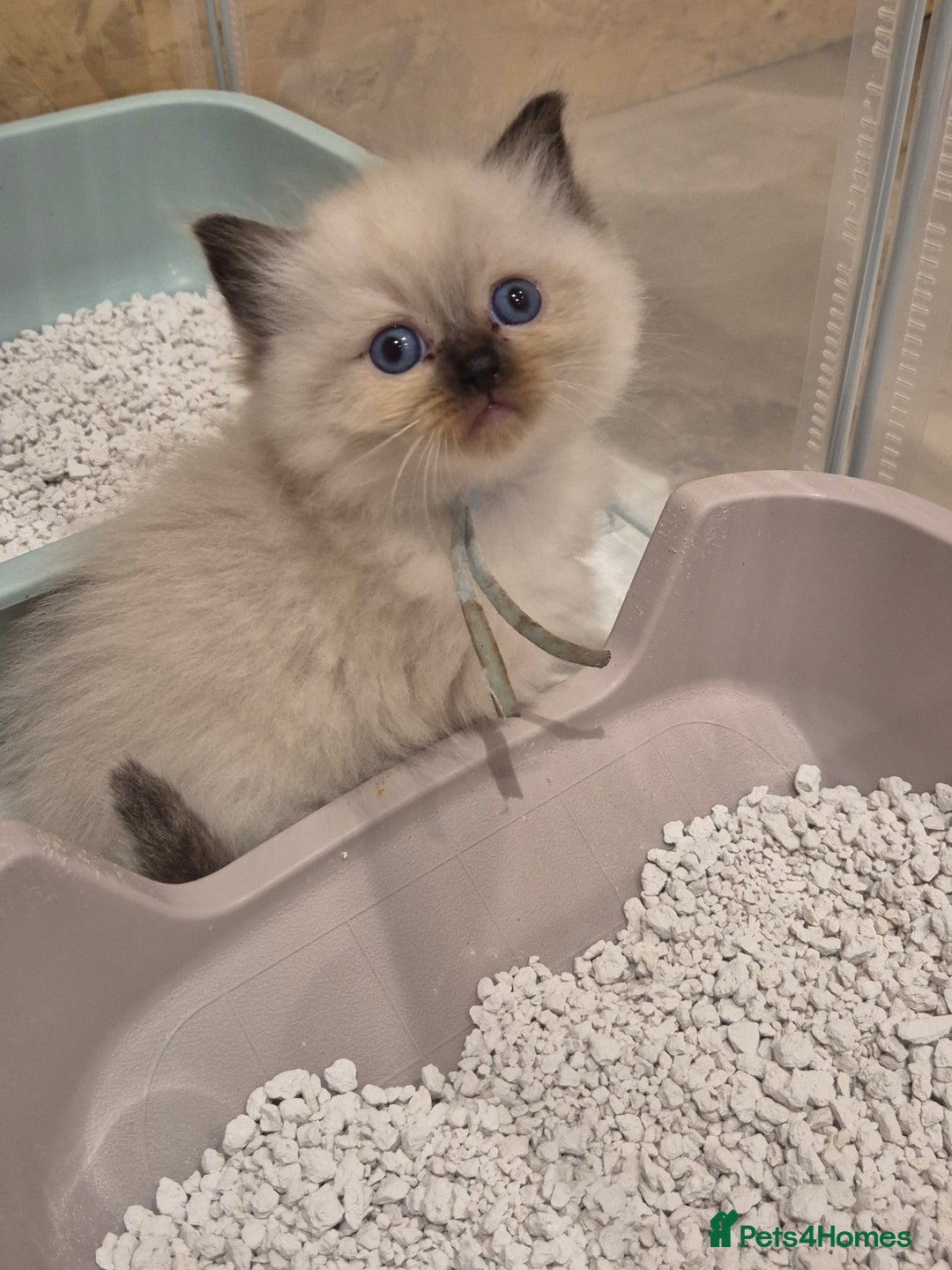 Ragdoll cats for sale: Last 2 female ragdoll kittens for sale - Image 3