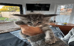 Maine Coon cats for sale: Maine coon kittens -2 boys and 1 girls left - Image 14