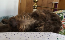 Labradoodle dogs for sale: Chocolate Labradoodle Male - Advert 2