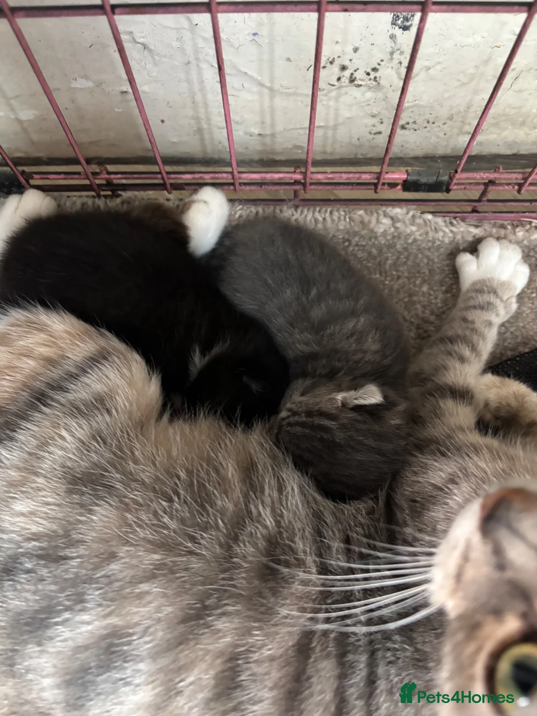 Mixed Breed cats for sale: 2 kittens for sale  - Advert 2
