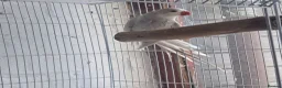 Ringnecks birds for sale: Baby ringneck in Telford - Advert 1