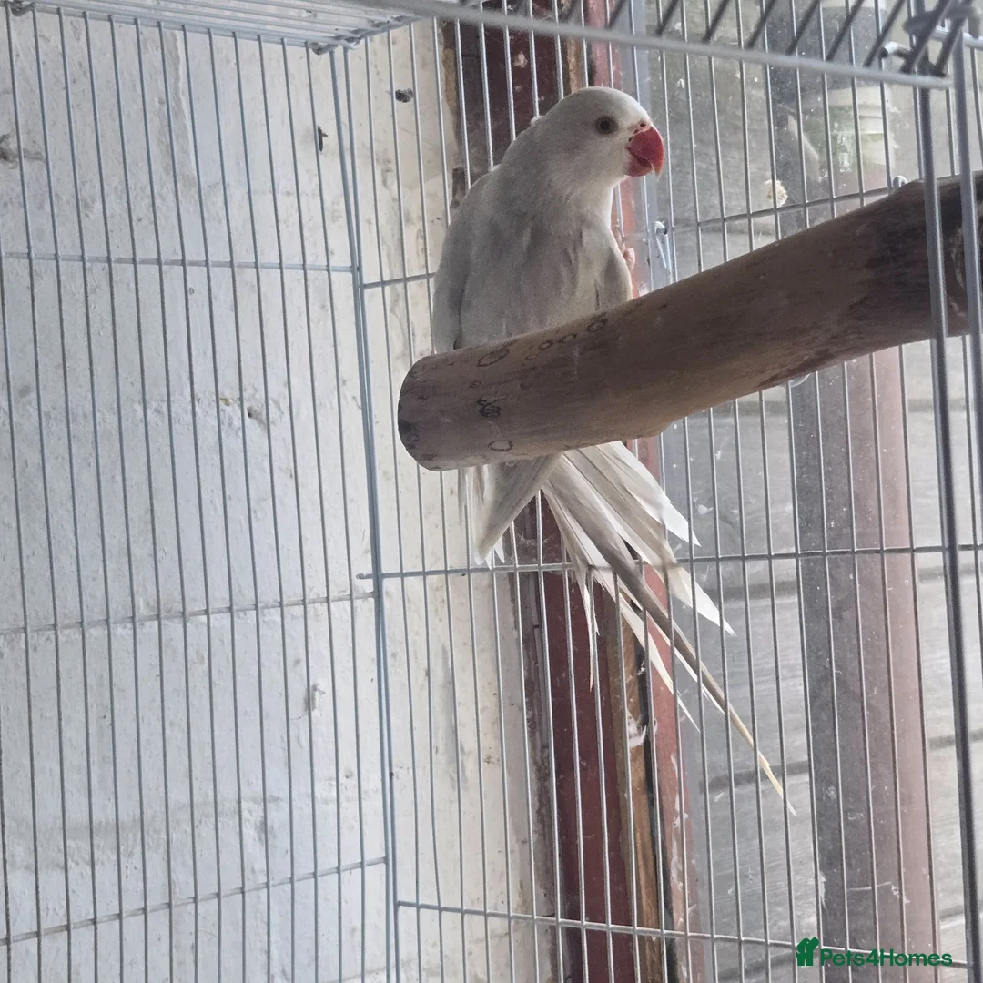 Ringnecks birds for sale: Baby ringneck in Telford - Advert 1