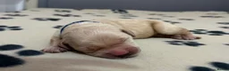 Golden Retriever dogs for sale: GOLDEN RETRIEVER PUPPIES  - Advert 22