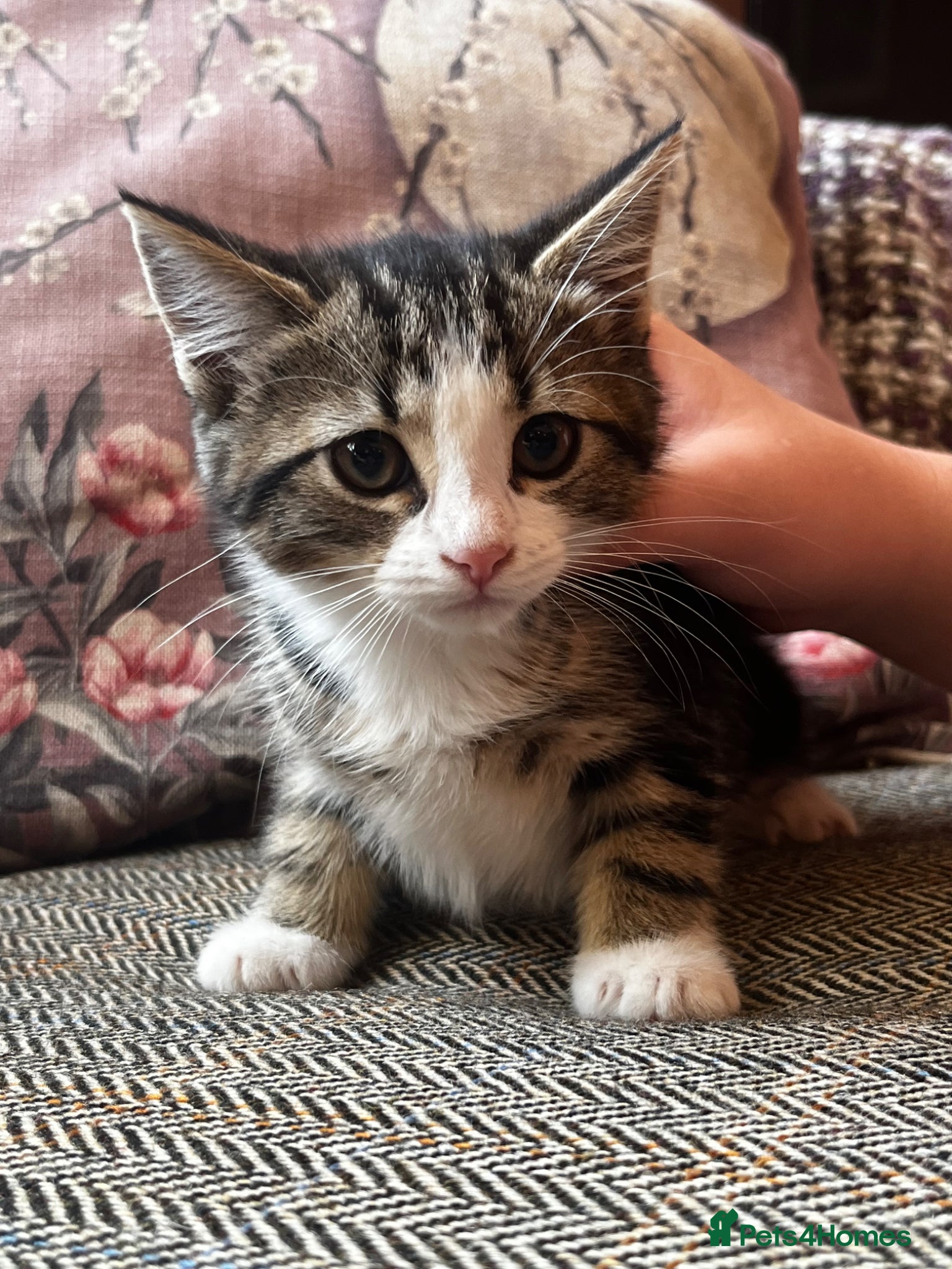 Mixed Breed cats for sale: Beautiful Tabby kittens for sale  - Advert 5