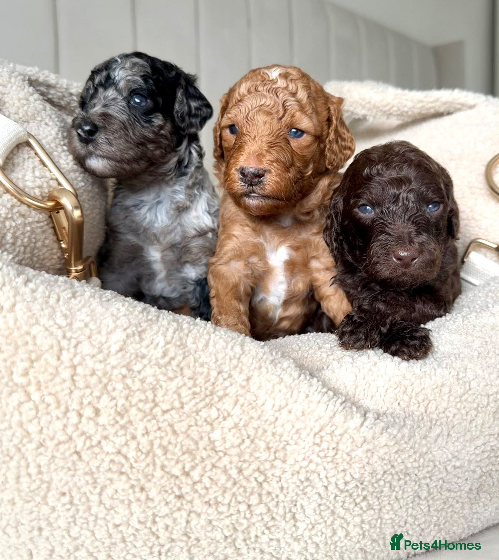 Mixed Breed dogs 🐾double doodles have arrived 🐾 - Advert 1