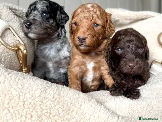 Mixed Breed dogs 🐾double doodles have arrived 🐾 - Advert 9