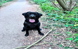 Labrador Retriever dogs for sale: 11 month old Labrador Retriever for rehoming  - Image 1