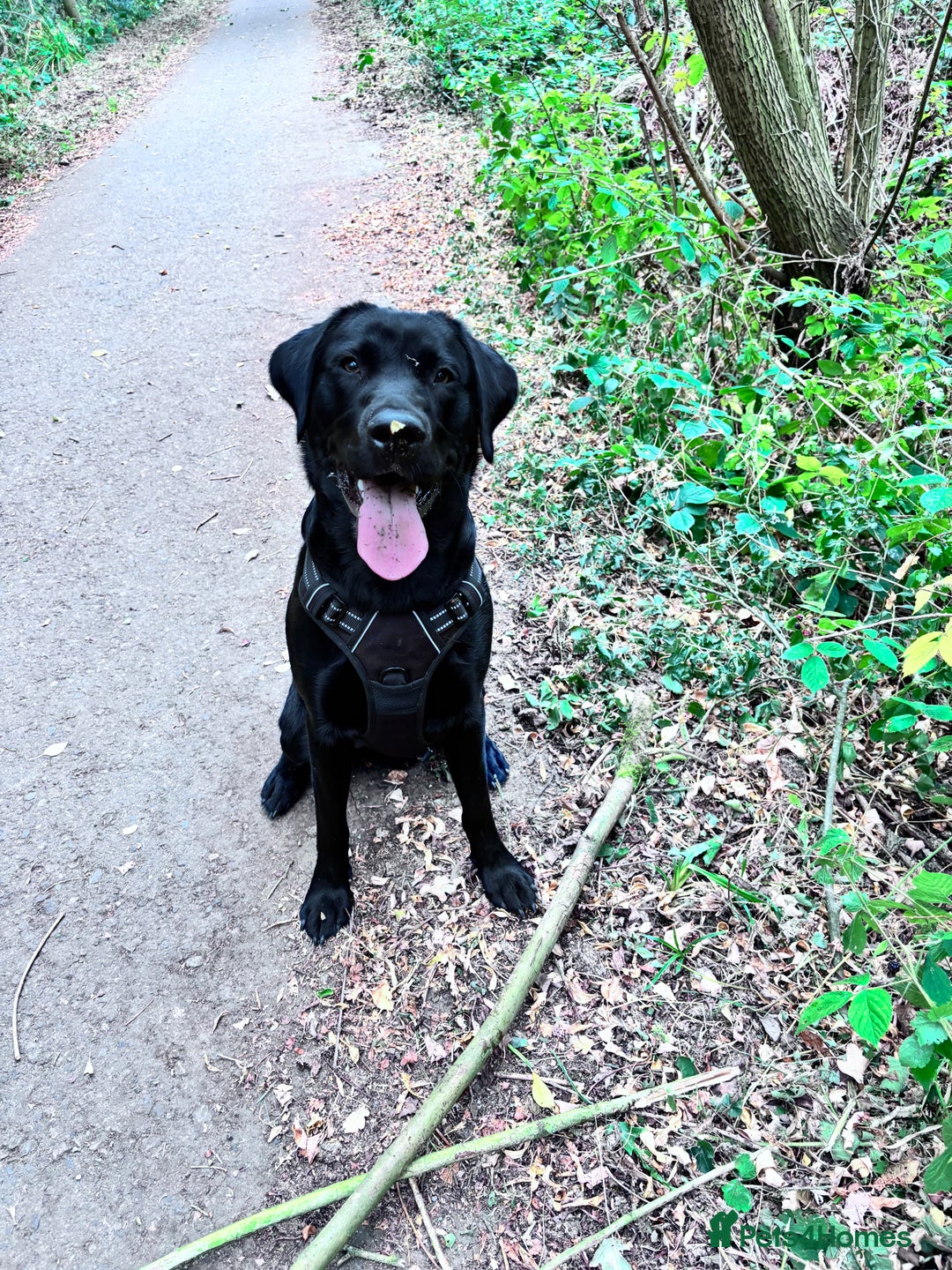 Labrador Retriever dogs for sale: 11 month old Labrador Retriever for rehoming  - Image 1