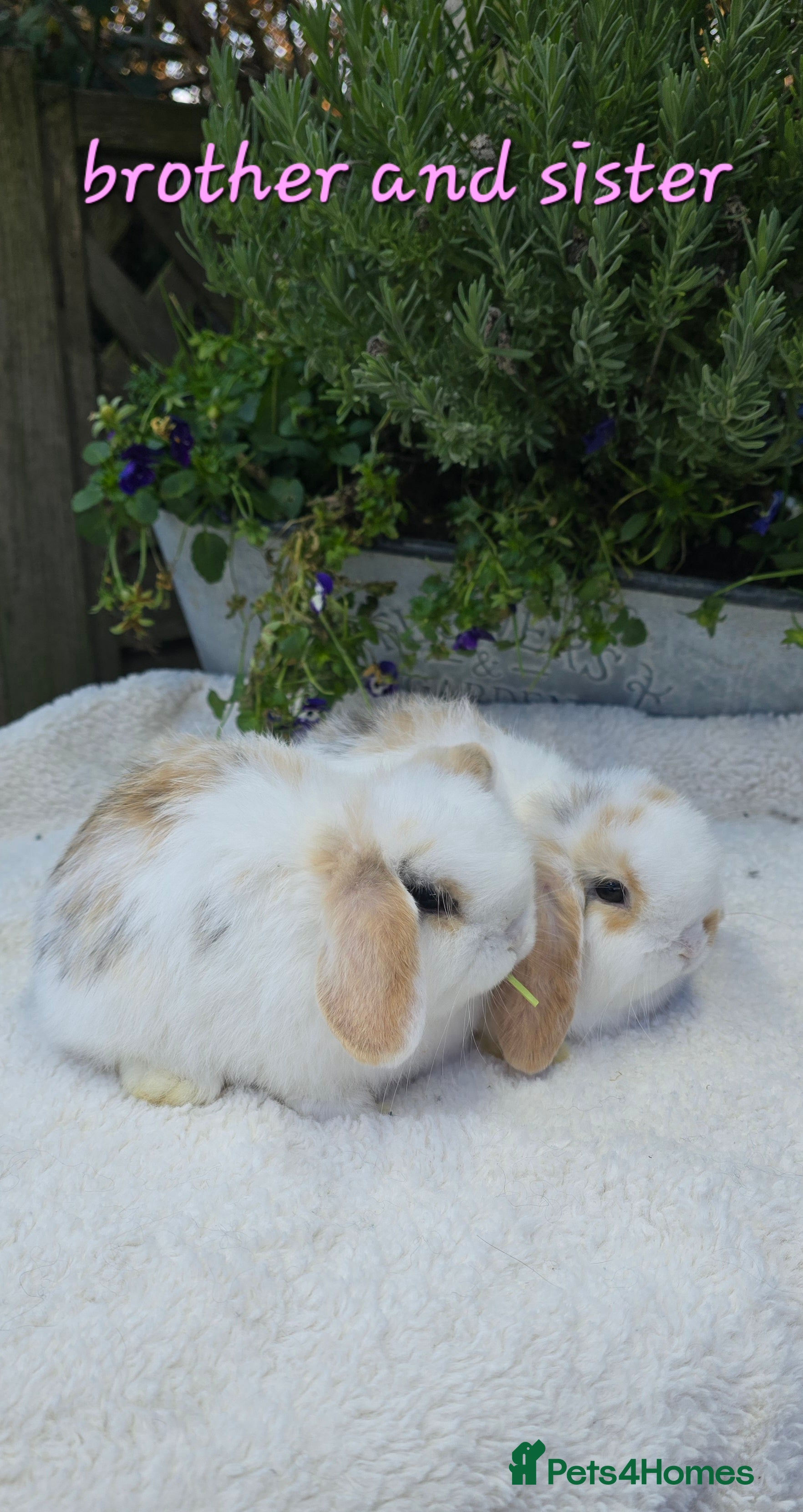 Mini Lop rabbits Beautiful mini lops girls and boys - Advert 14