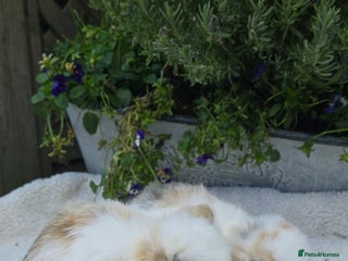 Mini Lop rabbits Beautiful mini lops girls and boys - Advert 9