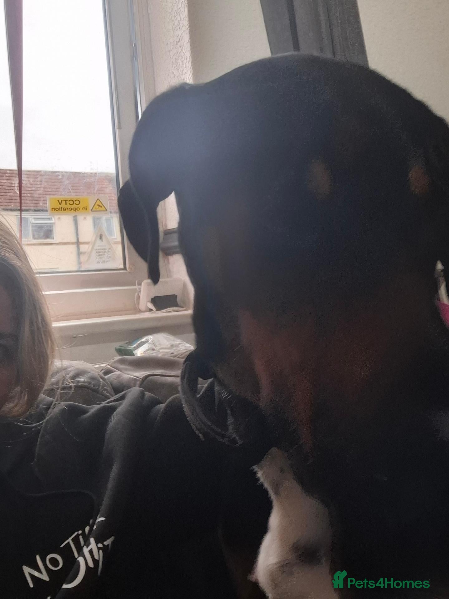 Mixed Breed dogs Dobbie my baby Dobermann - Advert 1