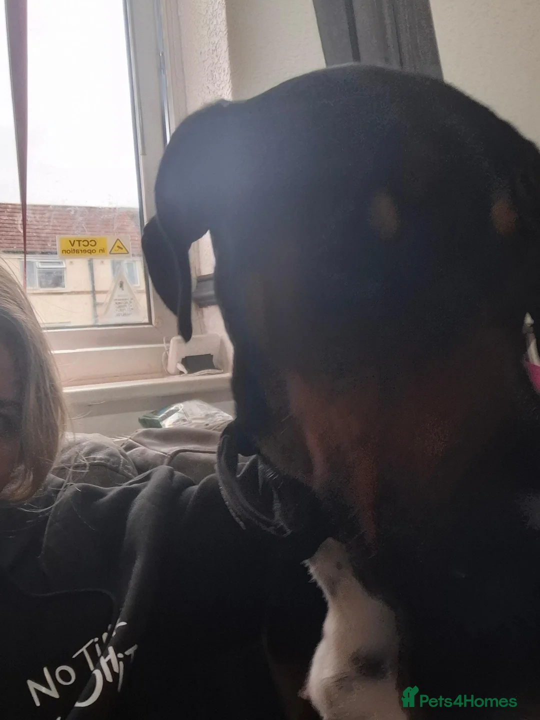Mixed Breed dogs for sale: Dobbie my baby Dobermann - Advert 1