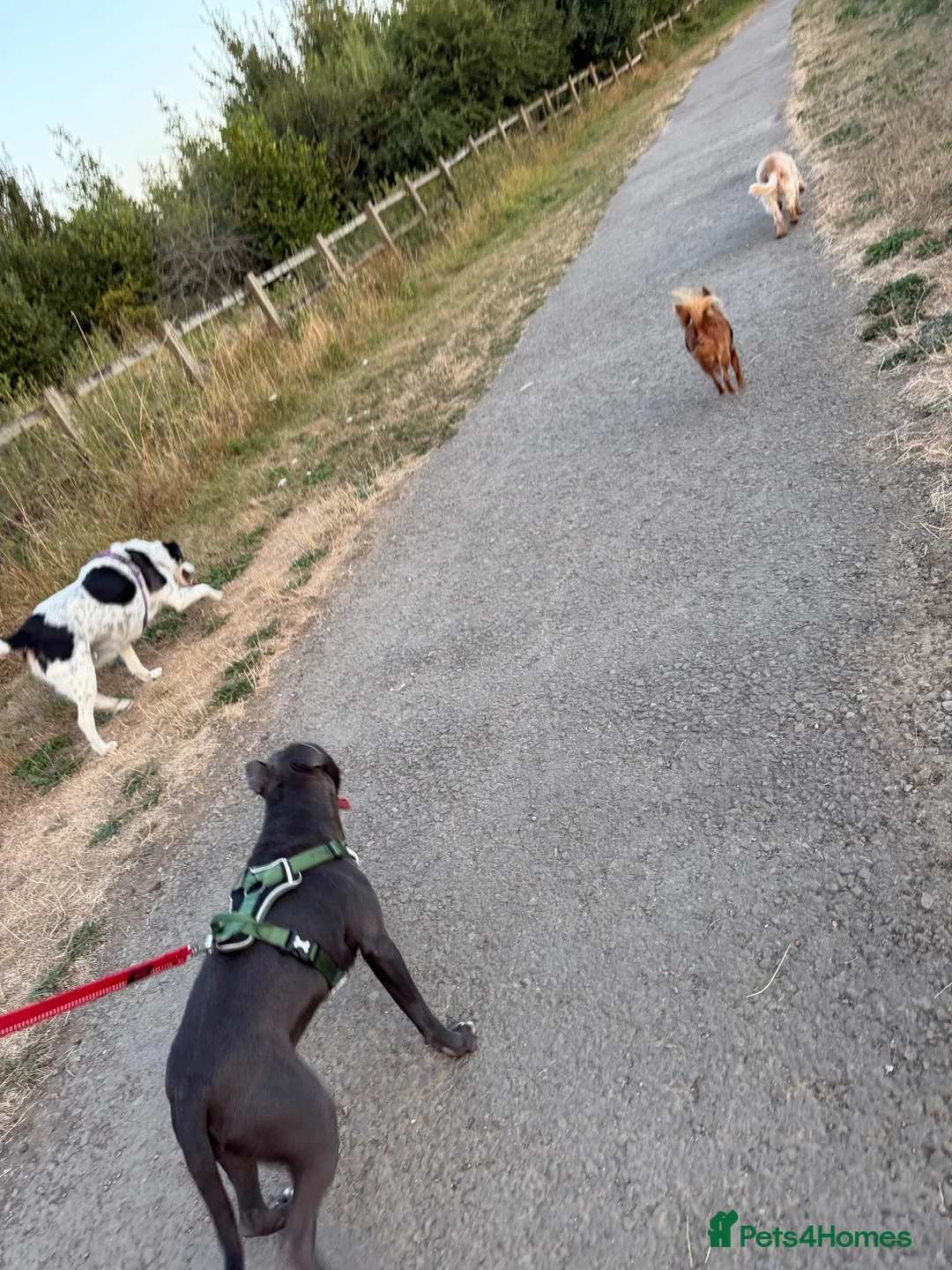 Staffordshire Bull Terrier dogs for sale: 10 month old blue Staffy - Advert 17