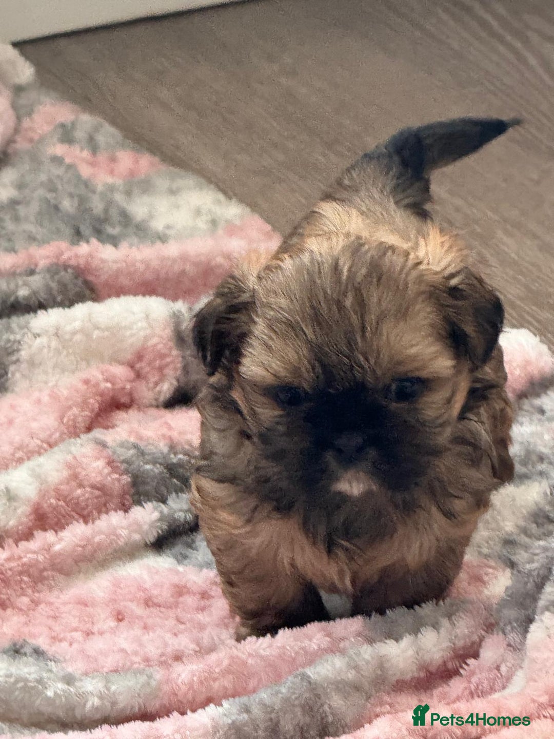 Shih Tzu dogs for sale: Pedigree imperial Shih Tzu puppies  - Advert 14