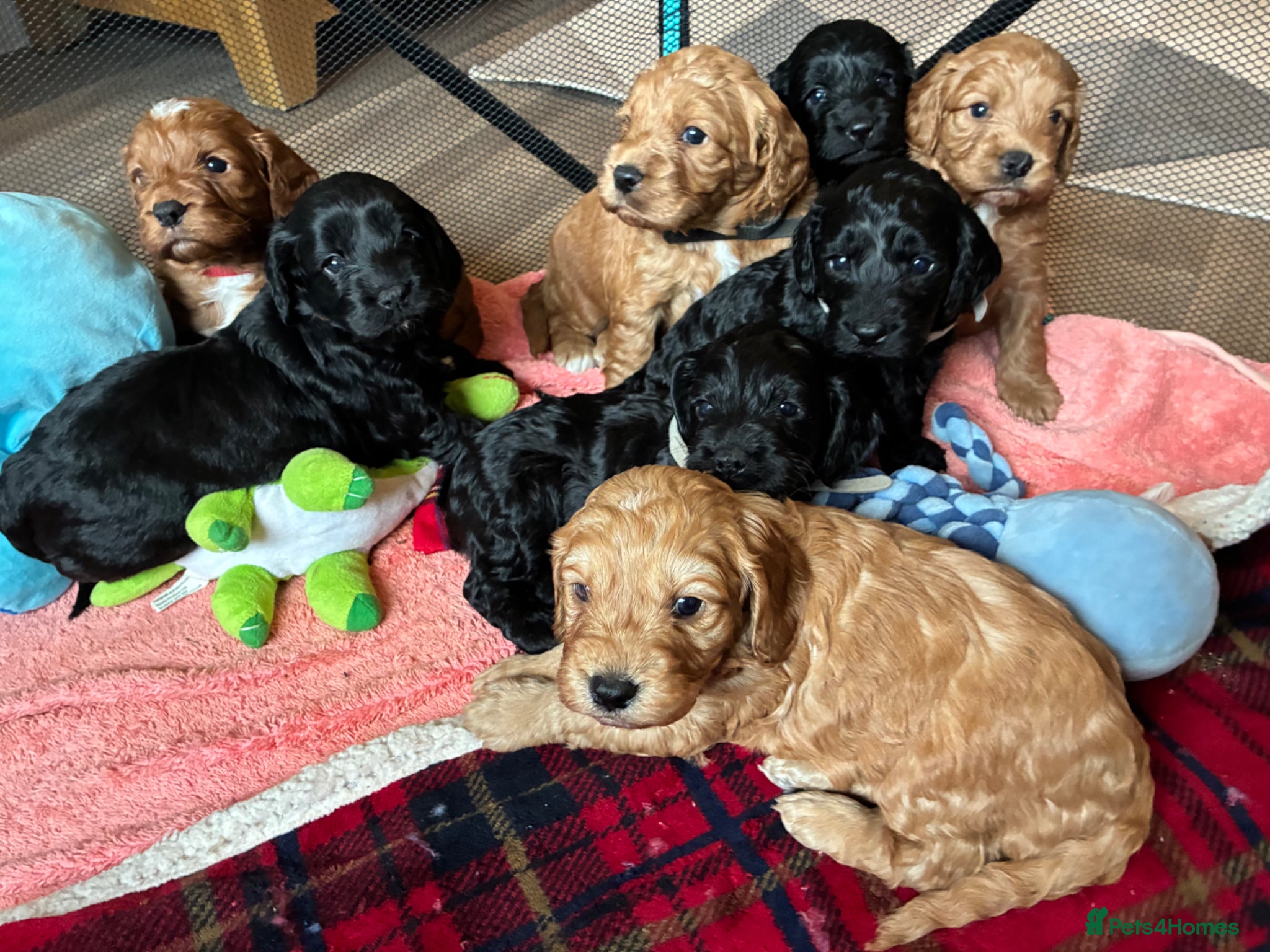 Cockapoo dogs Beautiful F1 cockapoo puppies available  - Advert 5