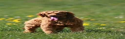 Miniature Poodle dogs for stud: Kc registered dna health tested stud  - Advert 2