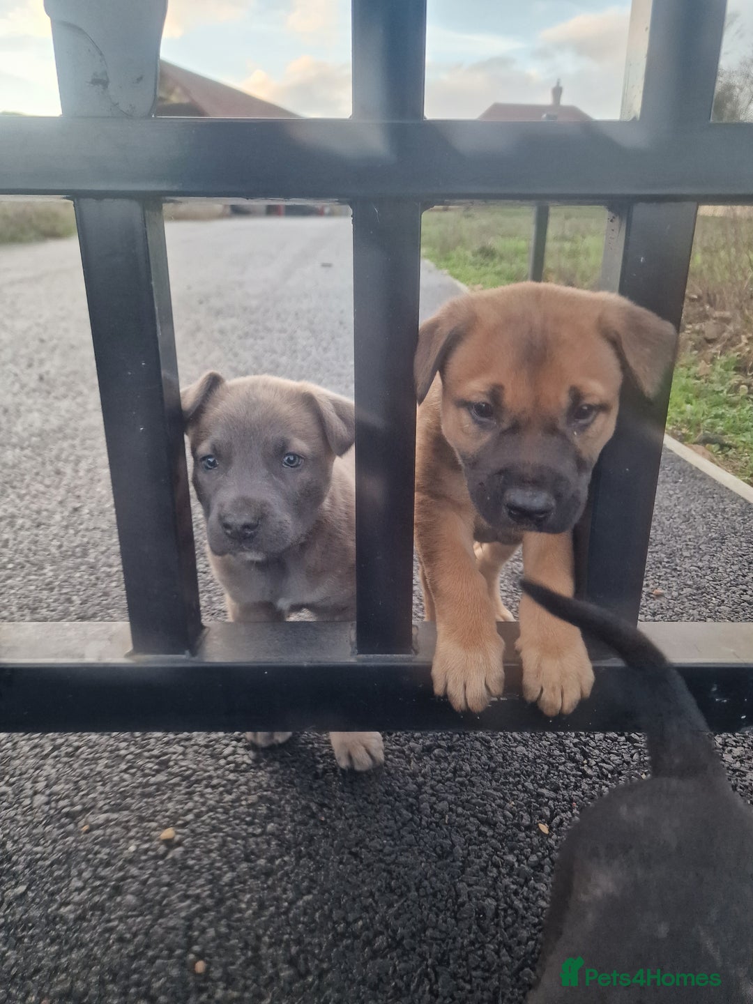 Mixed Breed dogs for sale: Dutch shepered X Doberman x malinois puppys  - Advert 20