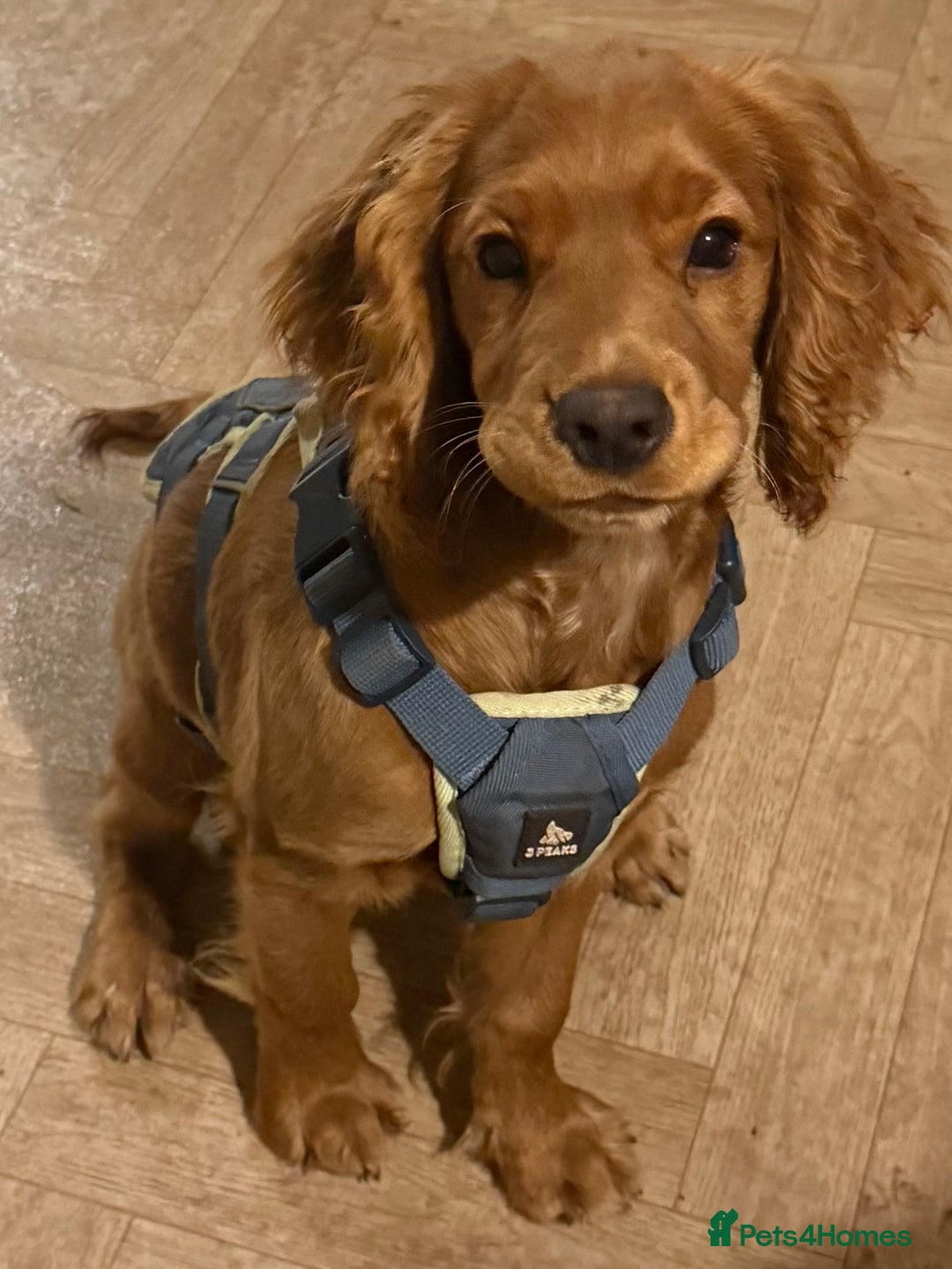 Cocker Spaniel dogs for sale: Cocker spaniel - Advert 1