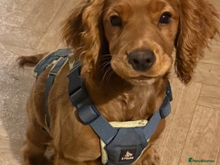 Cocker Spaniel dogs Cocker spaniel - Advert 1