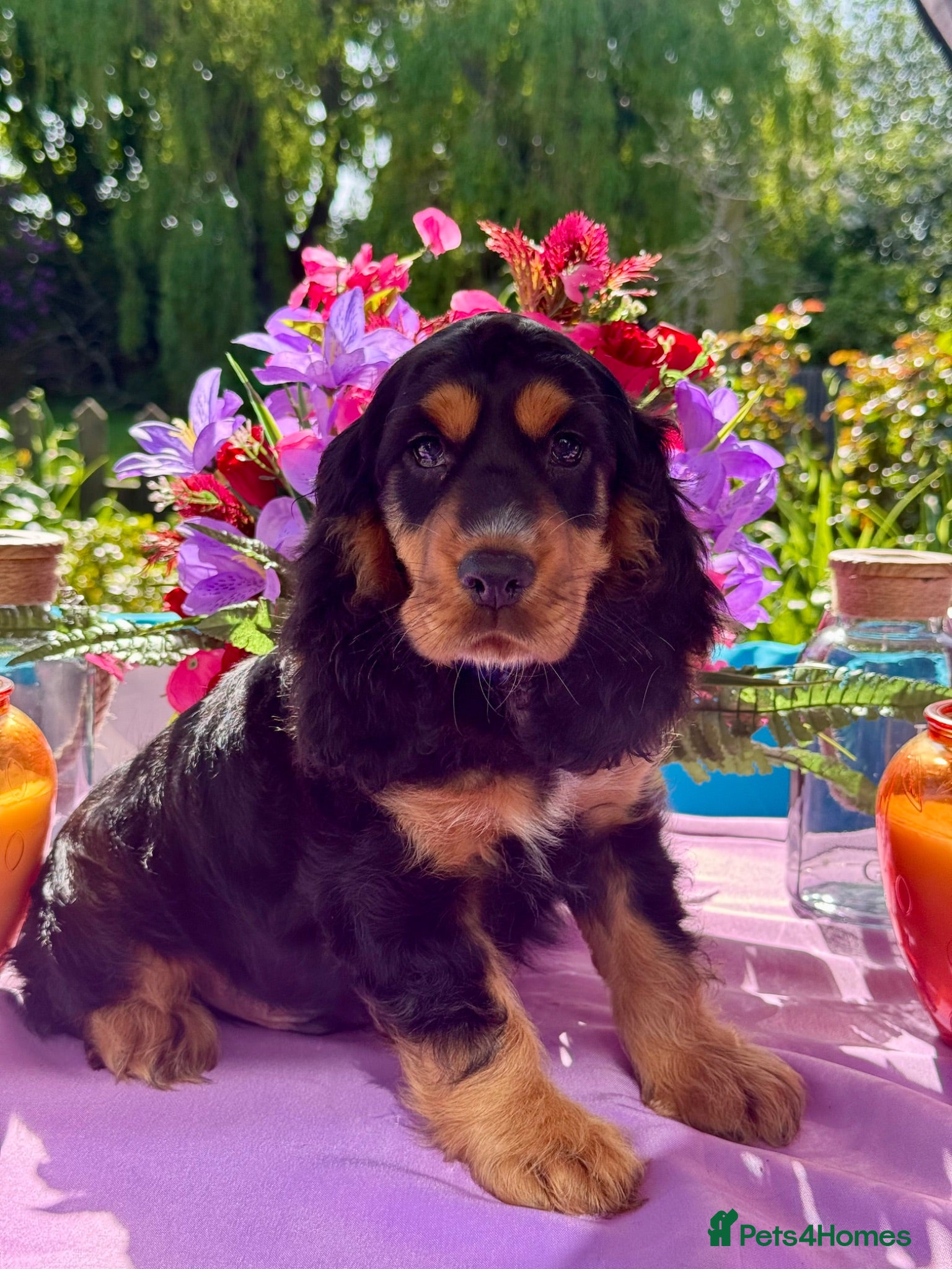 Cocker Spaniel dogs Kc reg dna tested boy show type cocker puppy - Advert 1