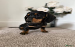 Miniature Dachshund dogs for sale: Ready now girl Miniature dachshunds  - Image 1