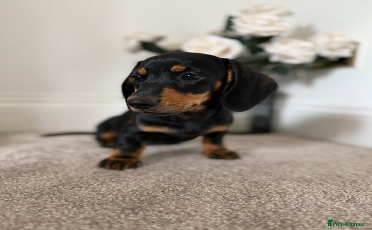 Miniature Dachshund dogs - Advert 8