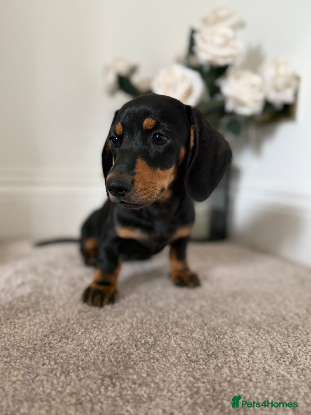 Miniature Dachshund dogs for sale: Ready now girl Miniature dachshunds  - Image 1