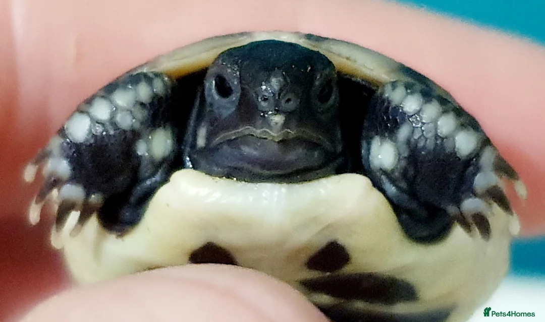 Hermann Tortoise reptiles for sale: Hermann tortoises  - Advert 11