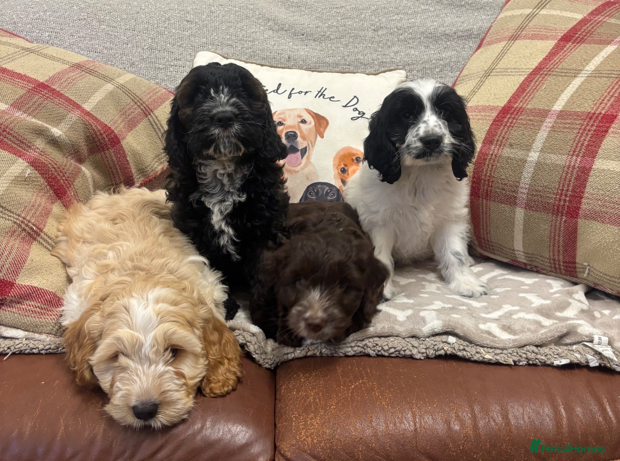 Cockapoo dogs Stunning F1 Cockapoos from H/Tested KC Parents!! - Advert 2